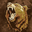 Brown Bear